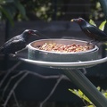 316-5068 San Diego Zoo - Metallic Starlings